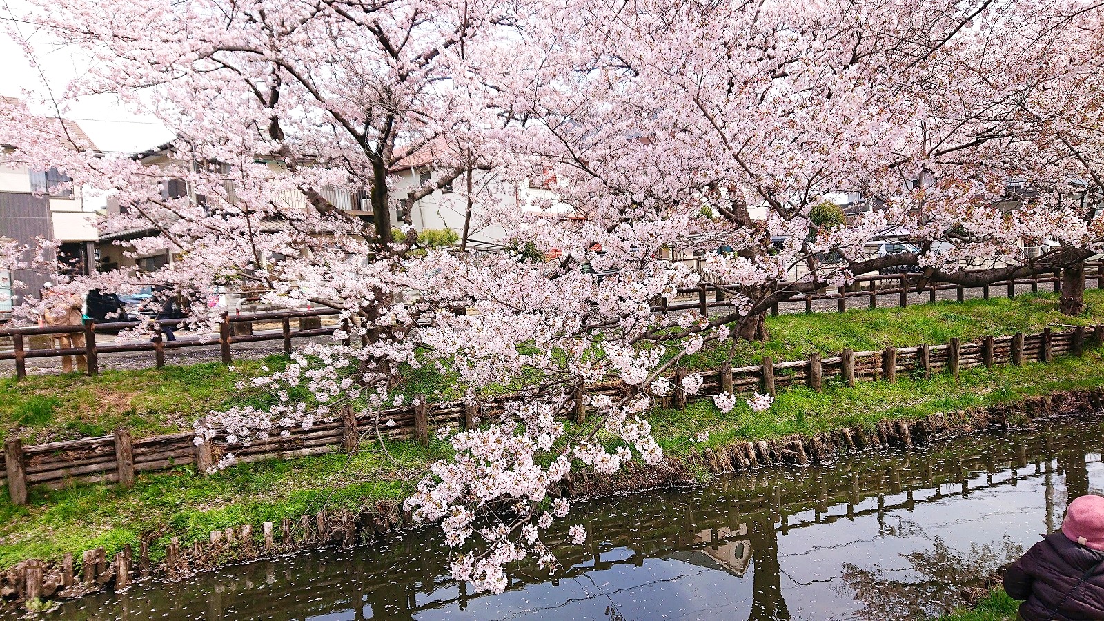 Cherry blossoms along the river