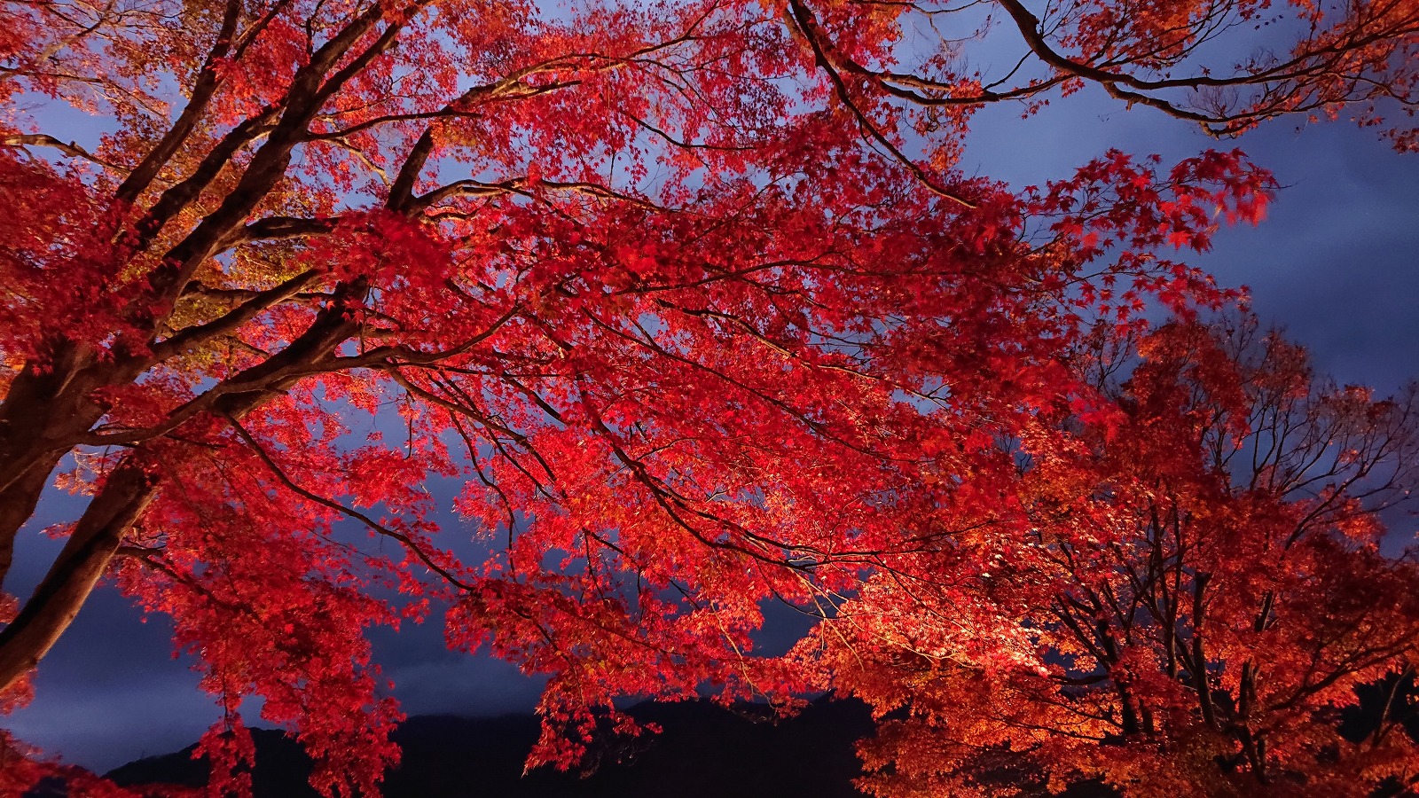 Kawaguchiko autumn leaves